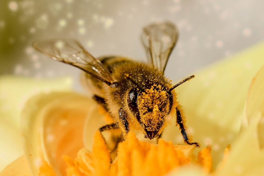 Nature: шмели демонстрируют удивительные способности к социальному обучению