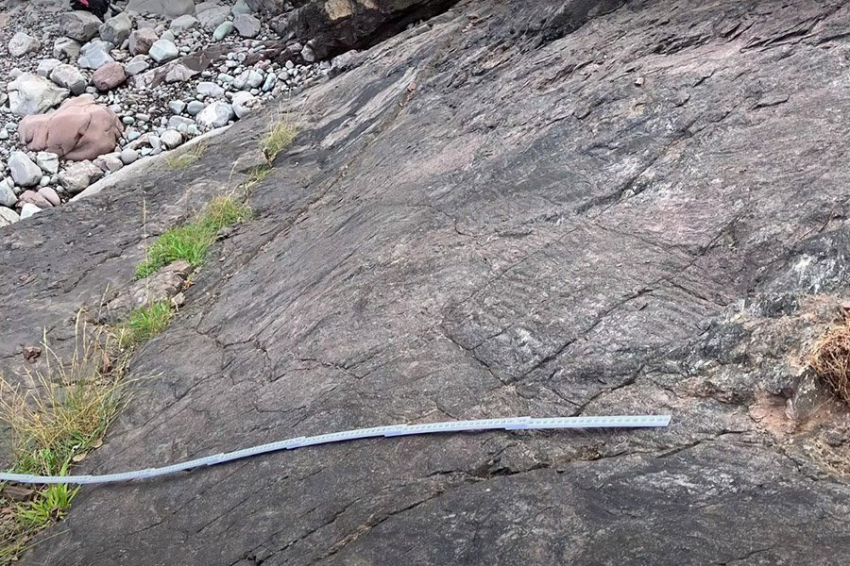 В Великобритании обнаружен самый древний лес на Земле