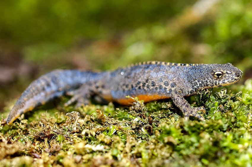 Тритоны-мутанты могут регенерировать ранее дефектные конечности