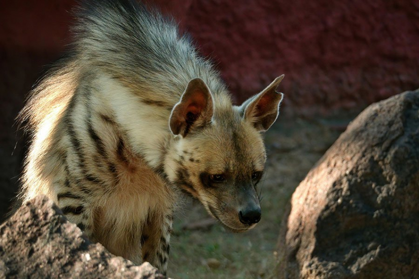 Неандертальцы использовали мех гиен, чтобы чувствовать себя уютно