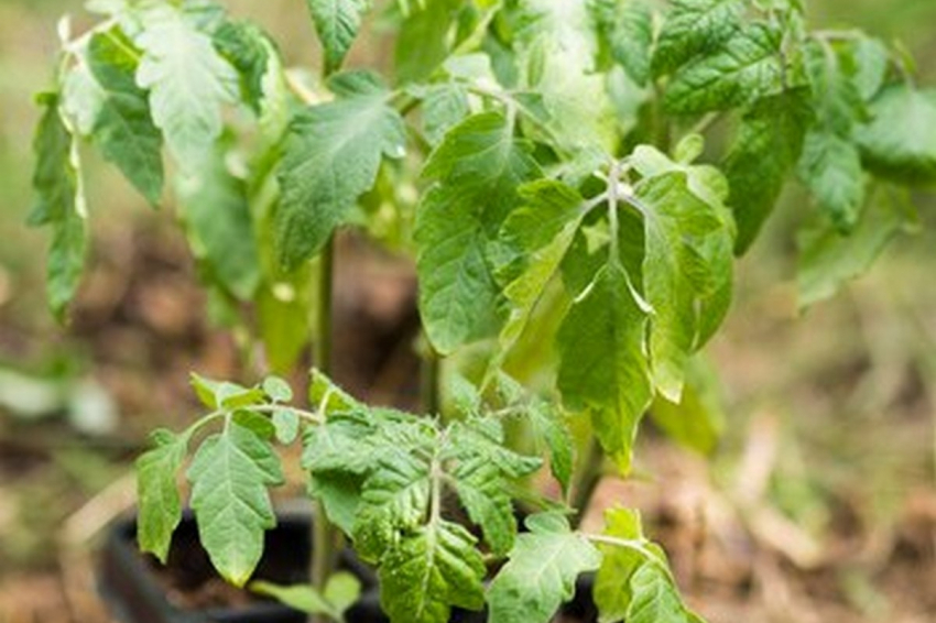 Всего одна чайная ложка: рассада перца станет толстой через 3 дня