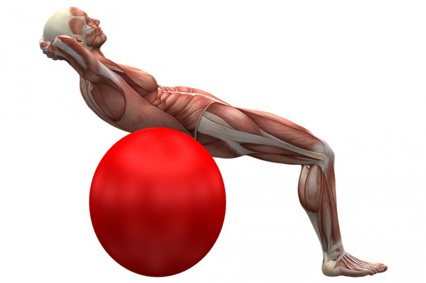 SD: найден ключевой ген, который может спасти мышцы при мышечной дистрофии