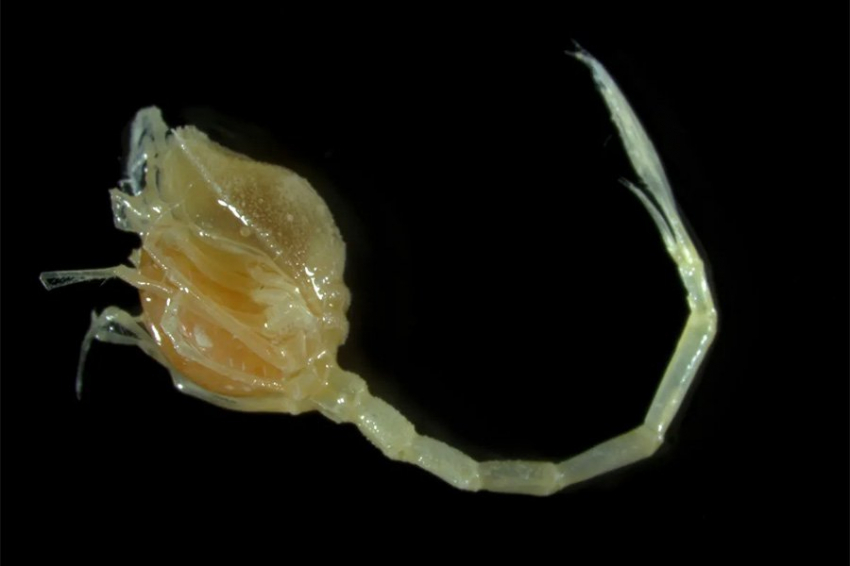 Более 100 новых видов обнаружено в глубоководном каньоне у побережья Новой Зеландии