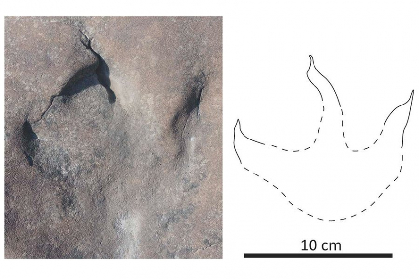 Следы динозавров на Аляске свидетельствуют о пышной и влажной среде обитания