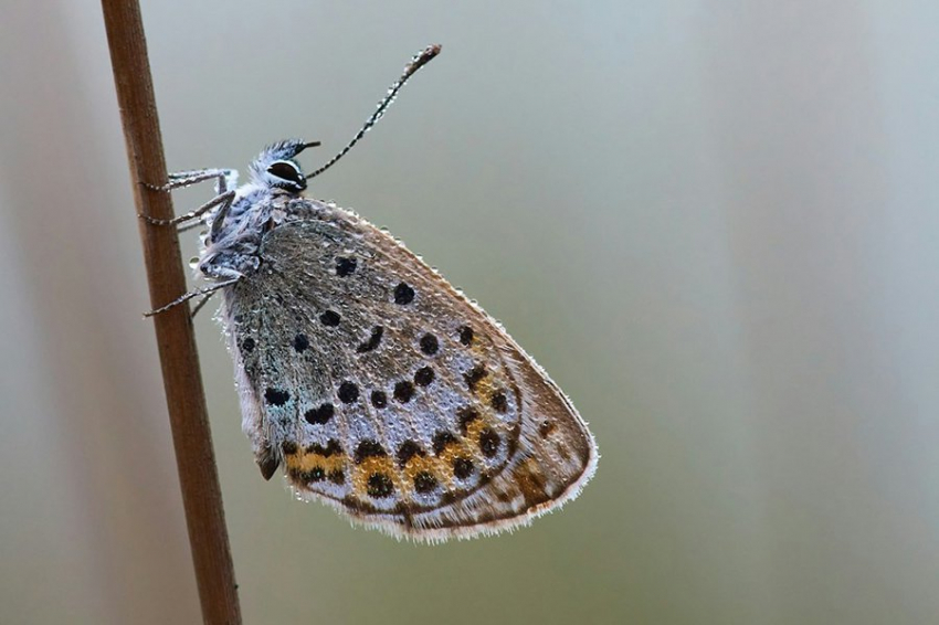 Городские мотыльки развили маленькие крылья из-за светового загрязнения