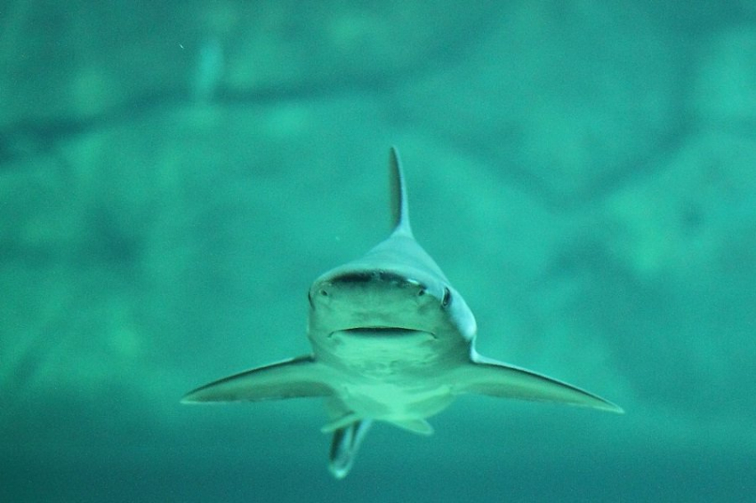 Некоторые виды акул вынашивают плод подобно млекопитающим