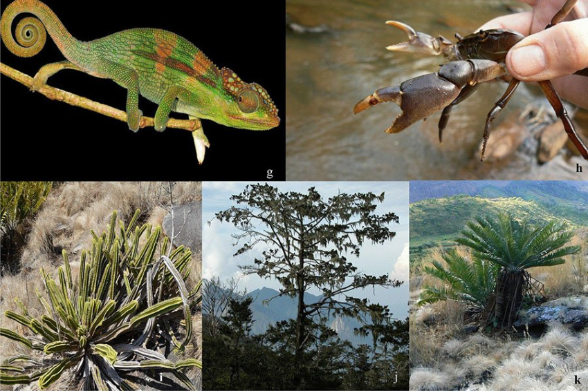 Ученые нашли в Африке сотни уникальных видов растений и животных