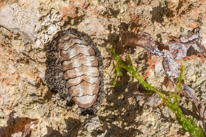 Исследователи разгадали тайну морского существа, у которого появились глаза по всей раковине