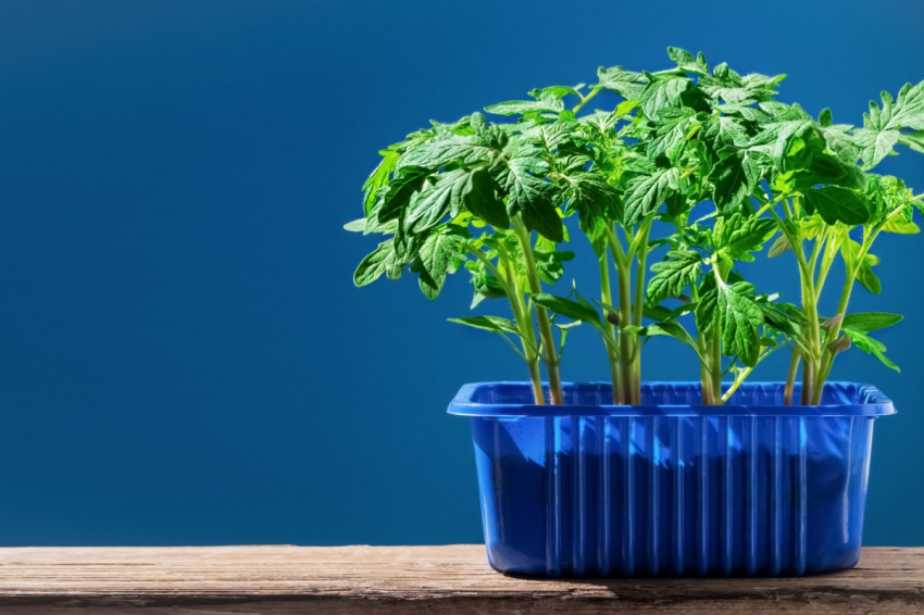 Названы пять лучших сортов помидоров для посадки на весну 2024 года: соседи позавидуют урожаю