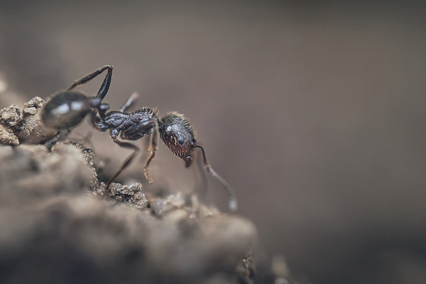 Съедобные муравьи могут стать следующей острой приправой