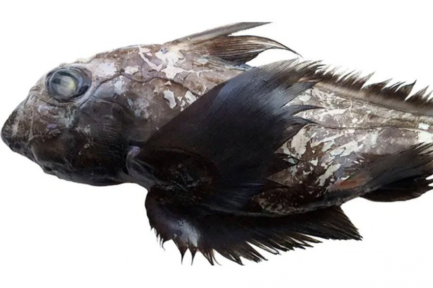 У берегов Таиланда обнаружена акула-призрак с огромной головой и гигантскими переливающимися глазами