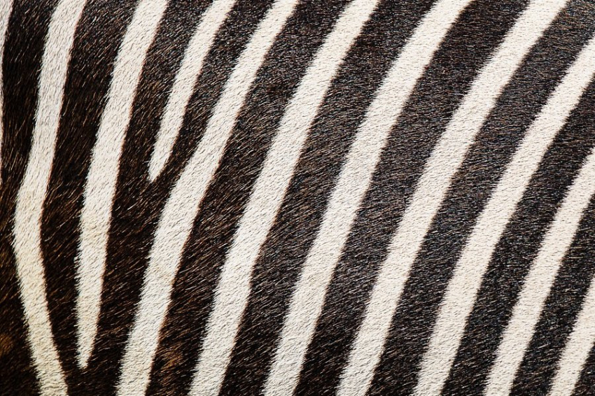 В Японии черный скот становится полосатым, чтобы спастись от слепней