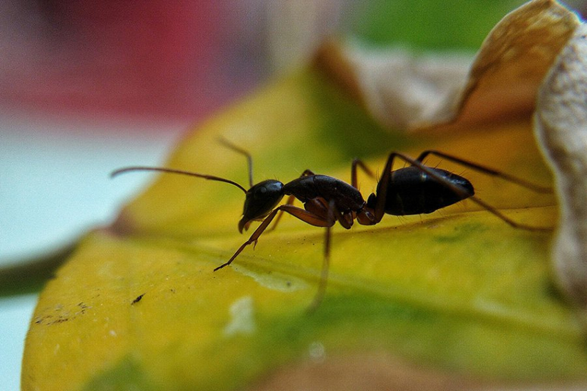 У муравьиных королев есть веские причины поедать собственных детенышей