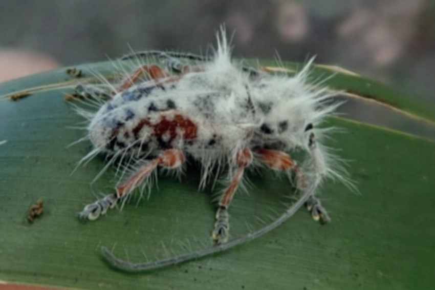 Энтомологи Австралии обнаружили очень пушистого жука-усача