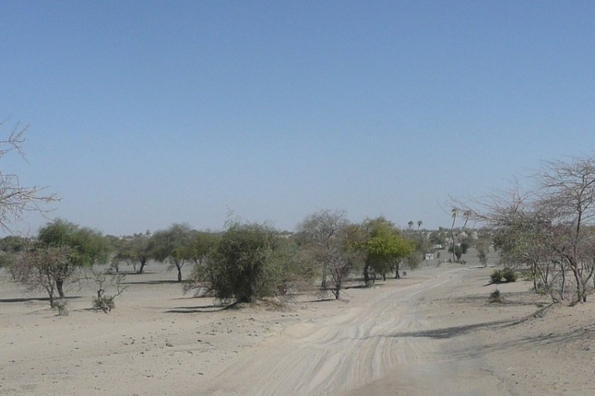 Учёные исследовали последствия инициативы "Великая зеленая стена"