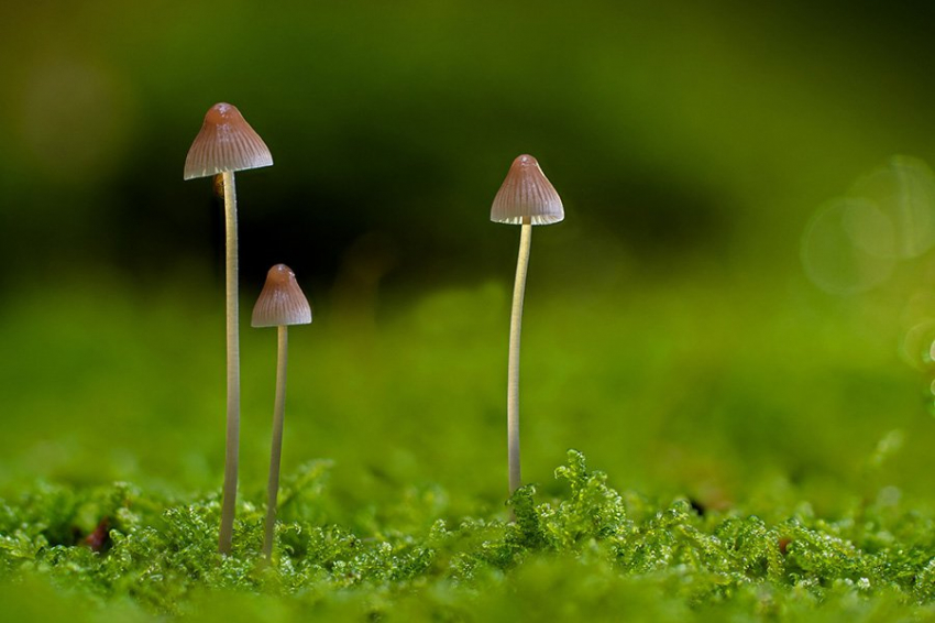 Ученые обнаружили эволюционный «переломный момент» у грибов