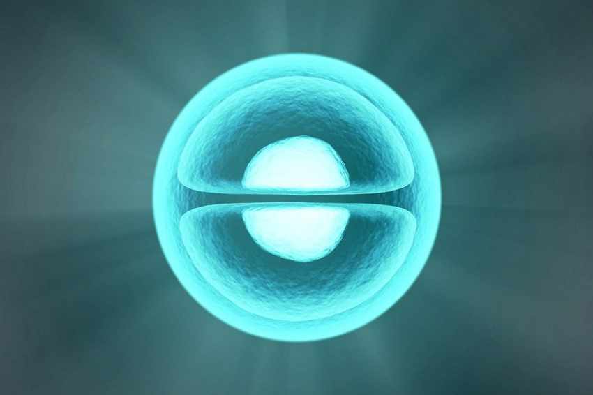 PS: введенные белки тихоходок могут замедлить метаболизм в клетках человека