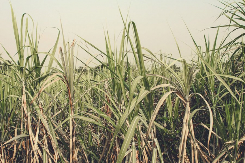 Ученые взломали сложный генетический код сахарного тростника