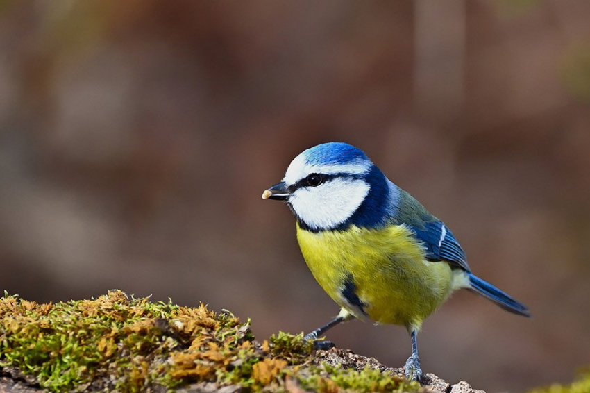 У синиц есть уникальные нейронные «штрих-коды», которые запоминают, как они прячут еду