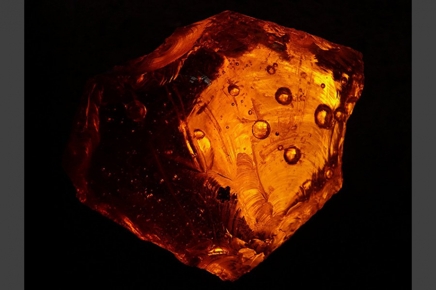 Ученые обнаружили в янтаре ленточного червя возрастом 99 миллионов лет