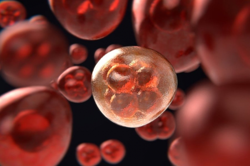 Клетки запоминают препятствия, возникшие в процессе их последнего деления