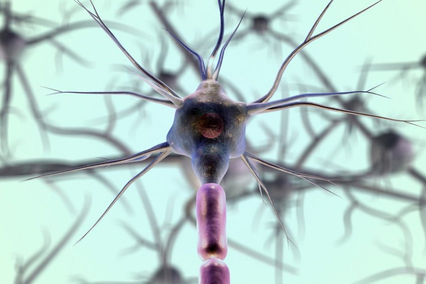 Формирование долговременных воспоминаний связано с повреждением ДНК в мозге