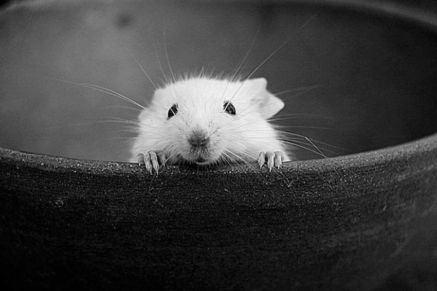 Учёные создали мышиный эмбрион с 6 ногами и без гениталий 