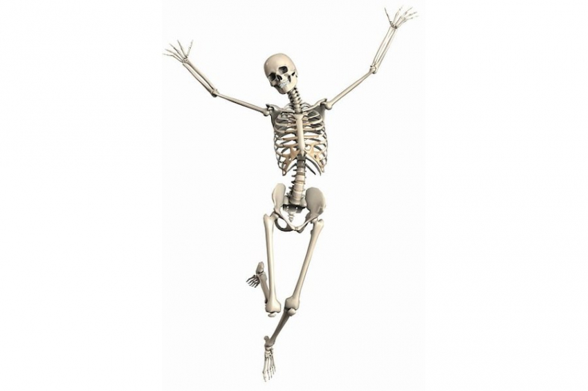 MDPI: биотехнологи используют пыльцу растений для регенерации костей