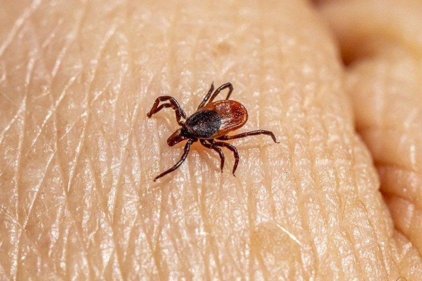 Иркутские ученые получили патент на препараты для лечения клещевого энцефалита