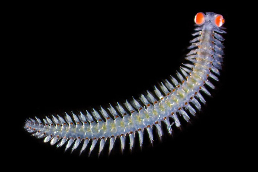 Причудливый морской червь имеет глаза, весящие в 20 раз больше, чем остальная часть головы