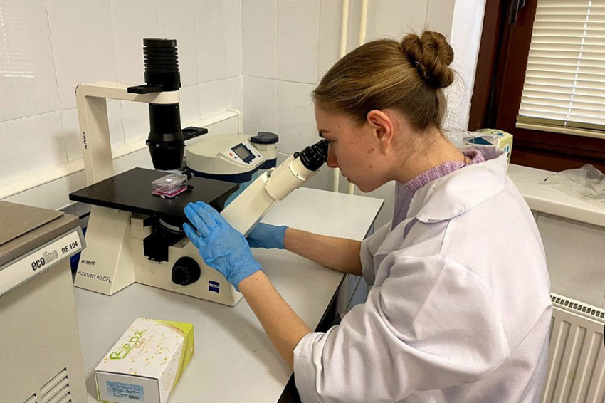 Ученые создали долгоживущую культуру клеток для регенеративной медицины 