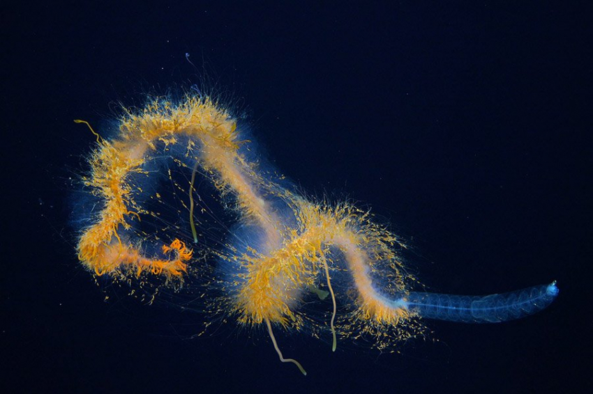 В подводном горном хребте у острова Пасхи обнаружены неизвестные науке существа