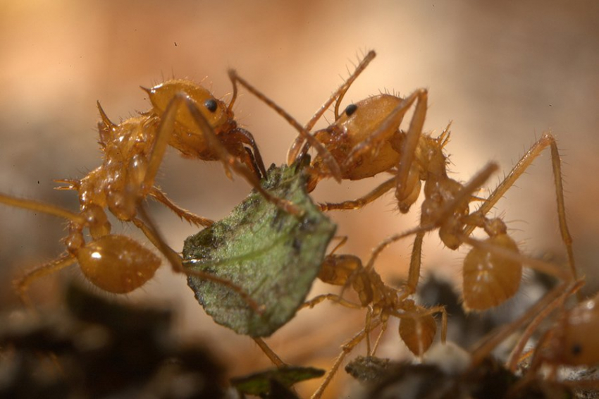 Феромоны муравьев могут помочь защититься от клещей