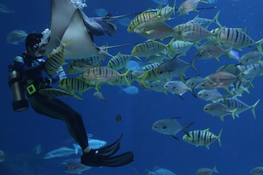 Science Daily: ген любопытства влияет на эволюцию животных