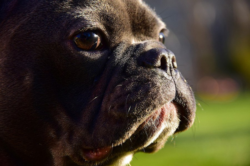 Все собачьи носы, будь то мопса или ищейки, созданы одинаковыми