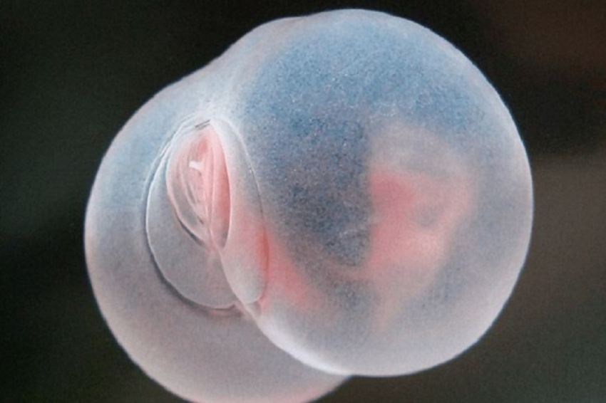 «Похоже на свиной зад»: Странное «инопланетное» существо нашли в Тихом океане