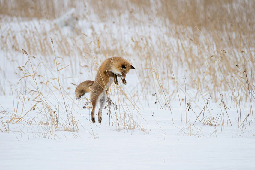 Черепа лисиц специально приспособлены для ныряния в снег