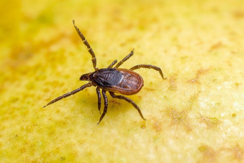 Исследователи обнаружили новый репеллент против клещей