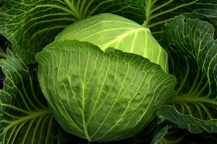 ACS: разработан метод получения биопластика из отходов капусты