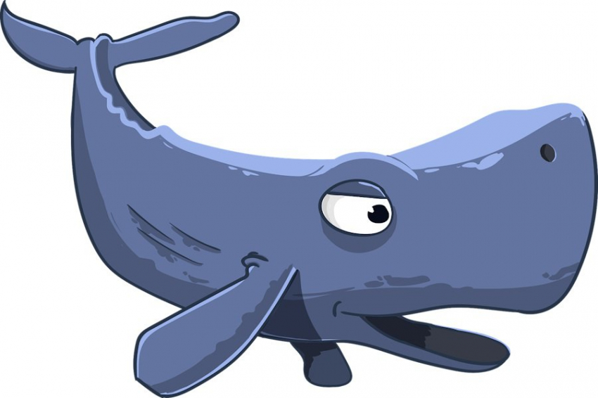 Nature Communications: учёные расшифровали "язык" кашалотов