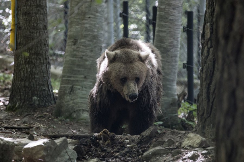 QSR: предки человека охотились на пещерных медведей 300 000 лет назад