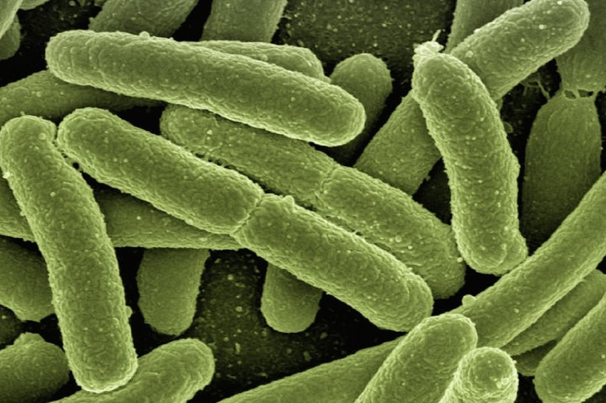 Ученые Сколтеха случайно открыли механизм, отключающий иммунитет бактерий