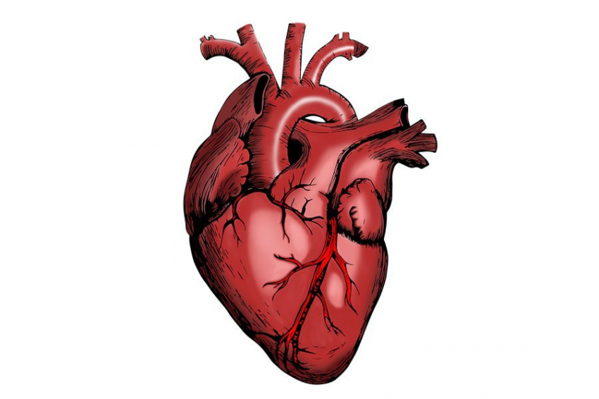 Nature Medicine: людям с умершим мозгом пересадили сердца свиней