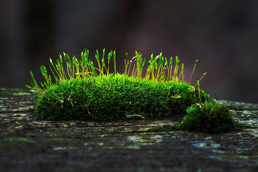 Ученые объяснили, как «темные вымирания» незаметно стирают жизнь на Земле