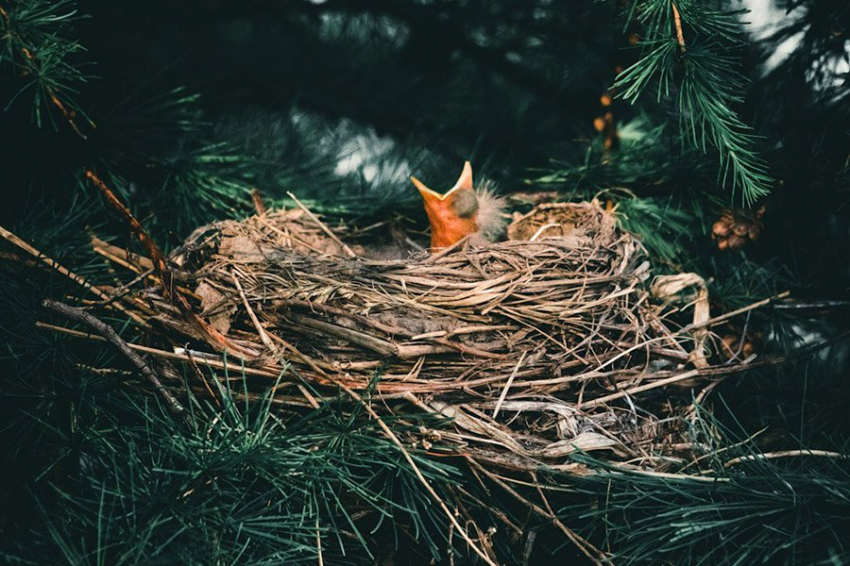 Кукушки эволюционируют, чтобы походить на своих хозяев, образуя новые виды
