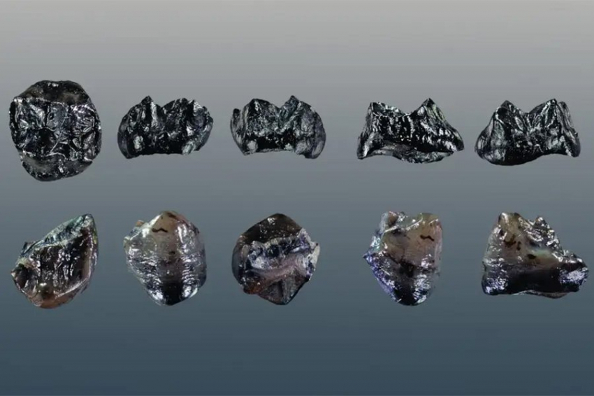 Крошечный новый вид человекообразных обезьян жил в Германии 11 млн лет назад