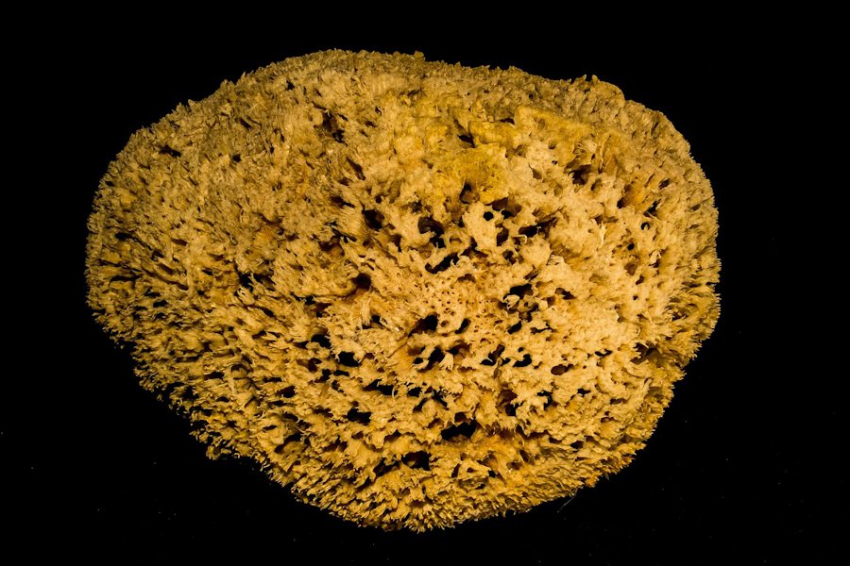 Зоологи нашли животное возрастом 15 тысяч лет