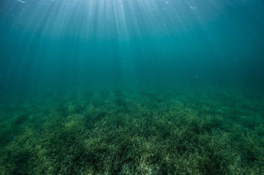 Ученые обнаружили старейшее известное морское растение возрастом более 1400 лет