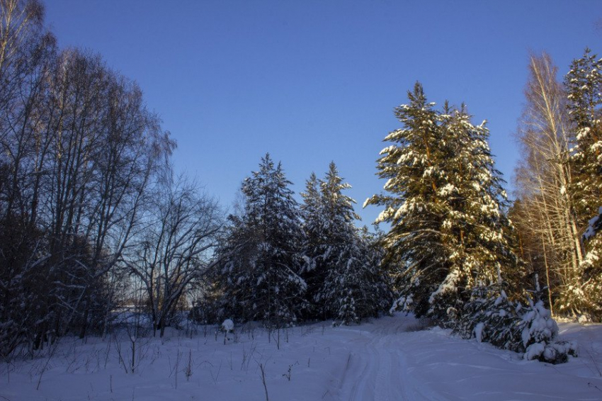 Выяснена причина массовых вспышек размножения насекомых-вредителей