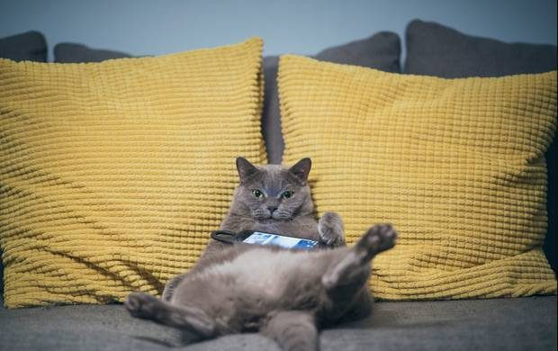 С Днем русской лени можно поздравить друг друга 15 июля 2024 года